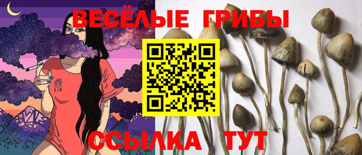 Галлюциногенные грибы Psilocybe Дальнегорск